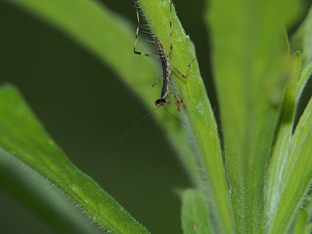 カマキリ