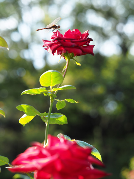 旧古河庭園の薔薇