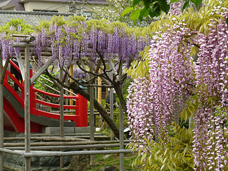 亀戸天神