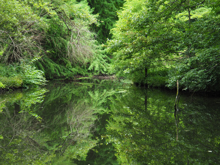 小石川植物園