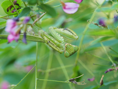 ハラビロカマキリ