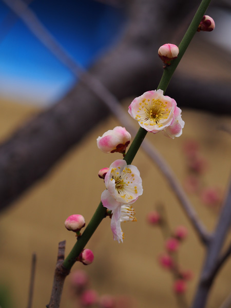 梅2
