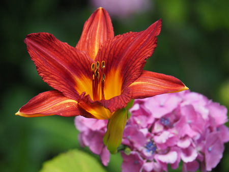本土寺の紫陽花