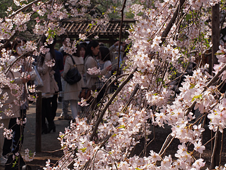 枝垂れ桜