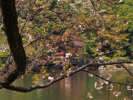 八重桜
