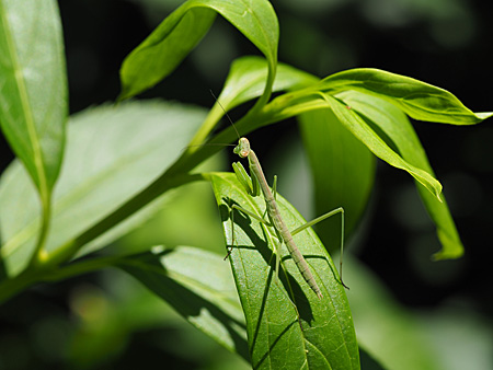 カマキリ