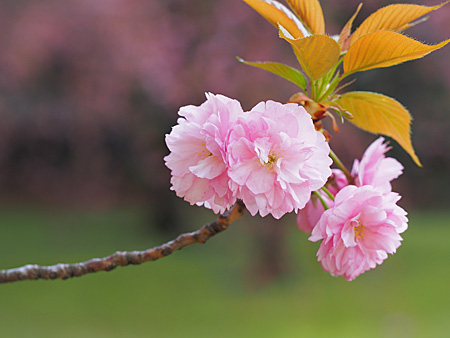 八重桜