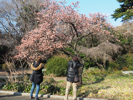 寒桜