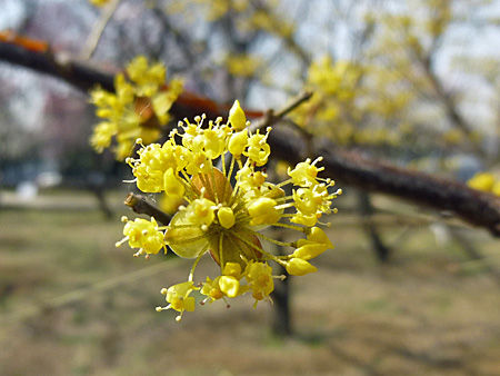 大谷田公園
