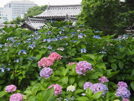 紫陽花