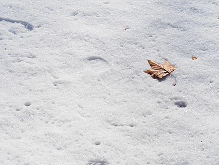 雪