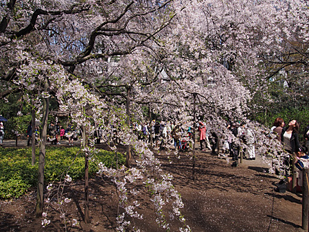 枝垂れ桜