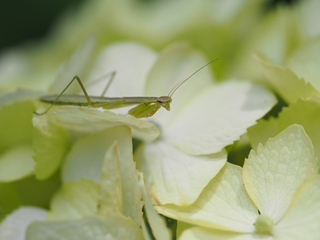 カマキリ