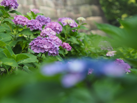 紫陽花