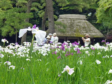 小石川後楽園