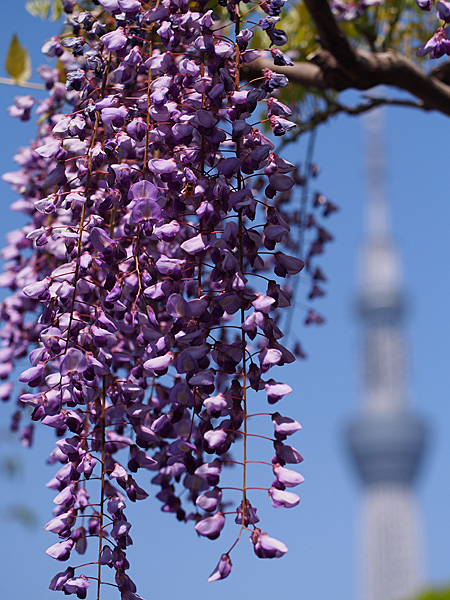 亀戸天神