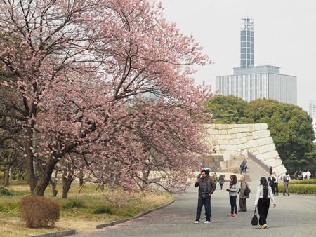 寒桜