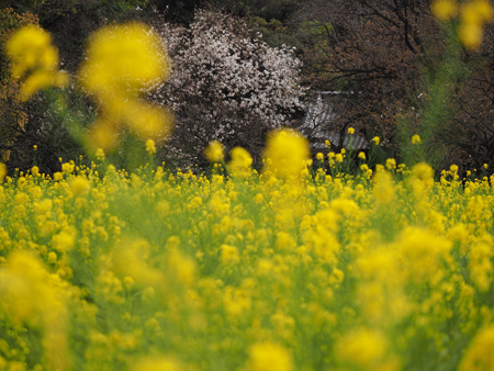 菜の花