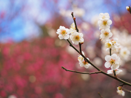 梅園