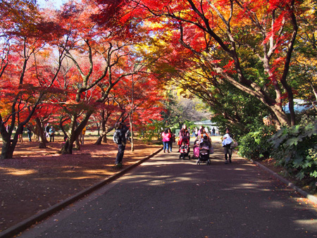 新宿御苑