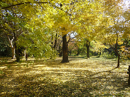 小石川植物園