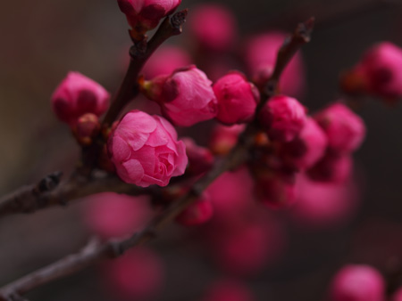 梅の蕾