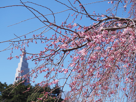 下の池の桜