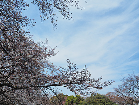 小石川植物園