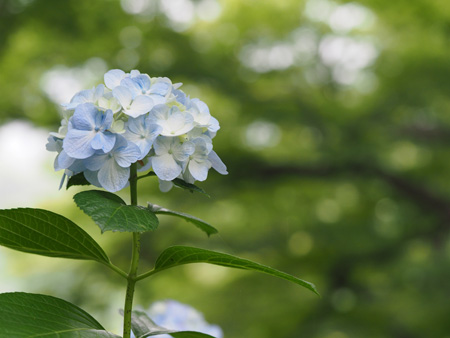 紫陽花