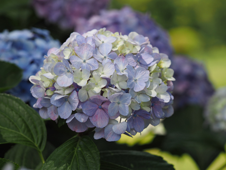 紫陽花