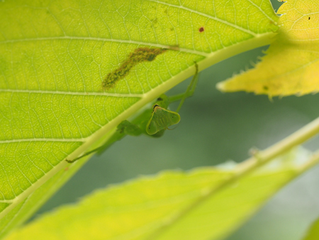 カマキリ