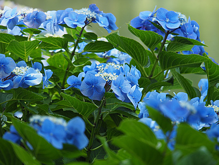 芝離宮庭園