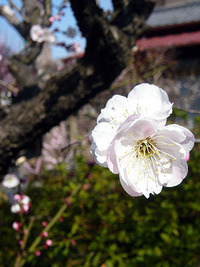 小村井香取神社