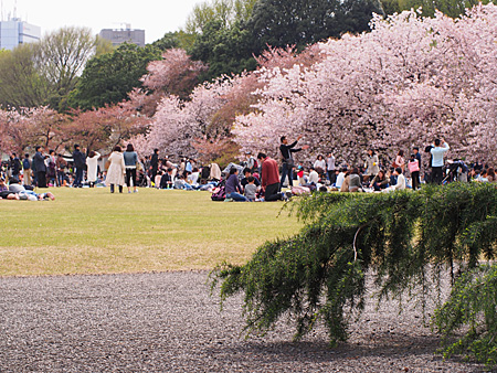 お花見風景