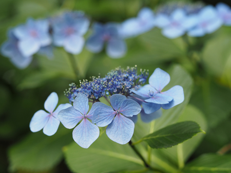 紫陽花