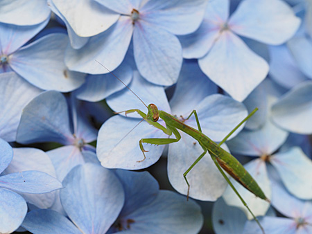 カマキリと紫陽花