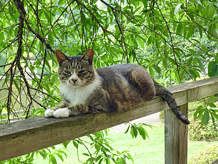 猫