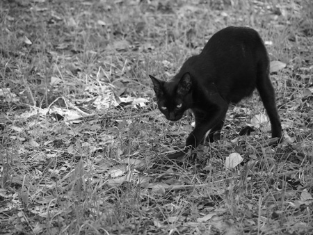黒猫