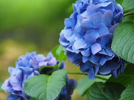 紫陽花