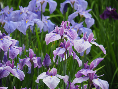 花菖蒲