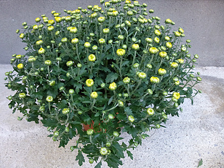 菊