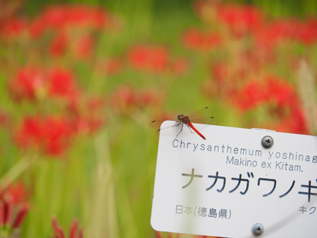 アキアカネ