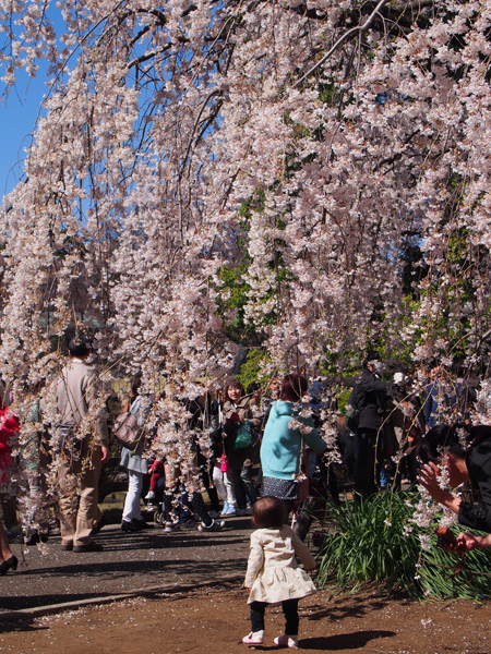 枝垂れ桜