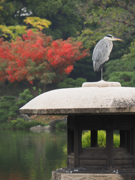 アオサギ