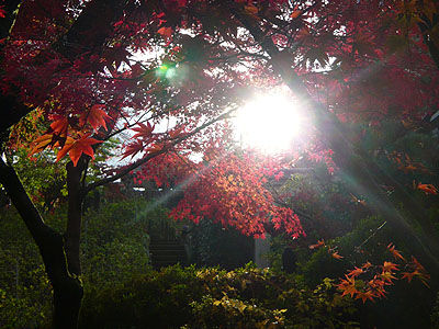本土寺