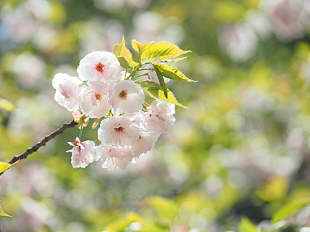 寒緋桜