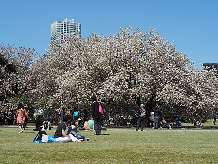 お花見風景