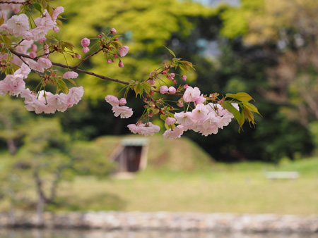 八重桜