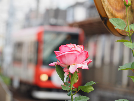 都電荒川線と薔薇