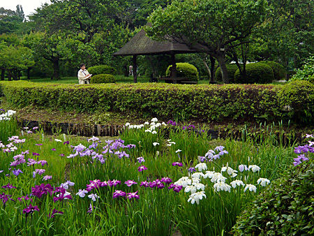 小石川植物園
